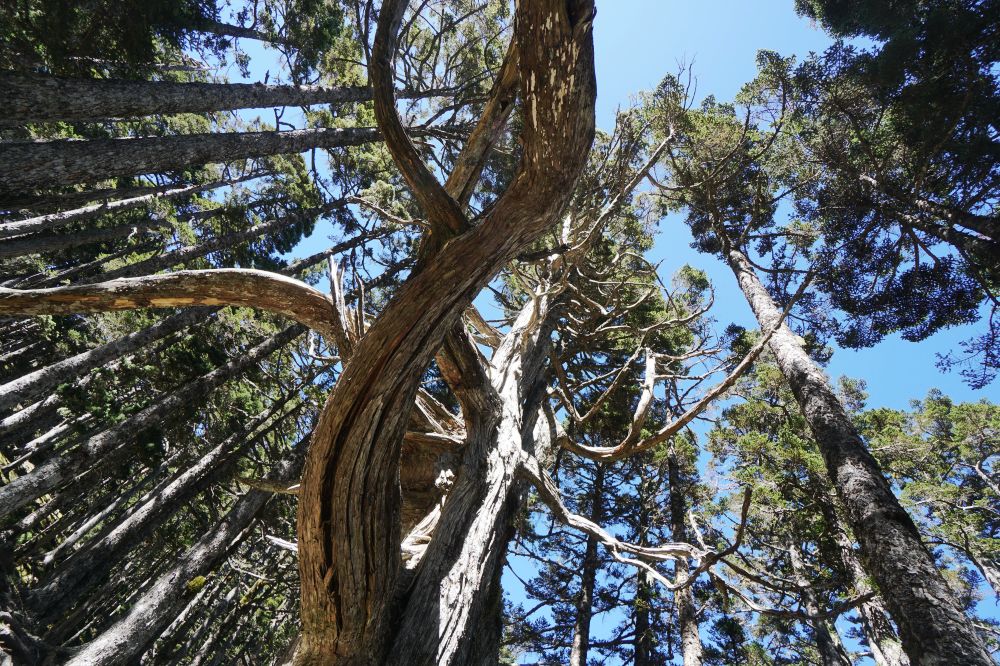 雪山主東峰|新手入門百岳登山路線秘境攻略 - 第28張圖 雪山主東峰|新手入門百岳登山路線秘境攻略