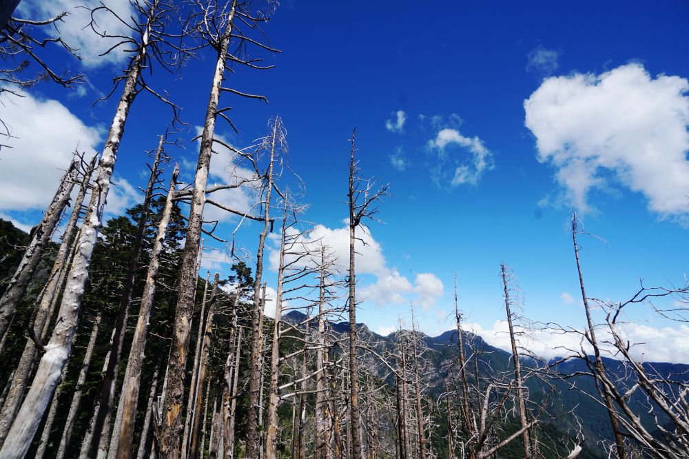 雪山主東峰|新手入門百岳登山路線秘境攻略 - 第22張圖 雪山主東峰|新手入門百岳登山路線秘境攻略