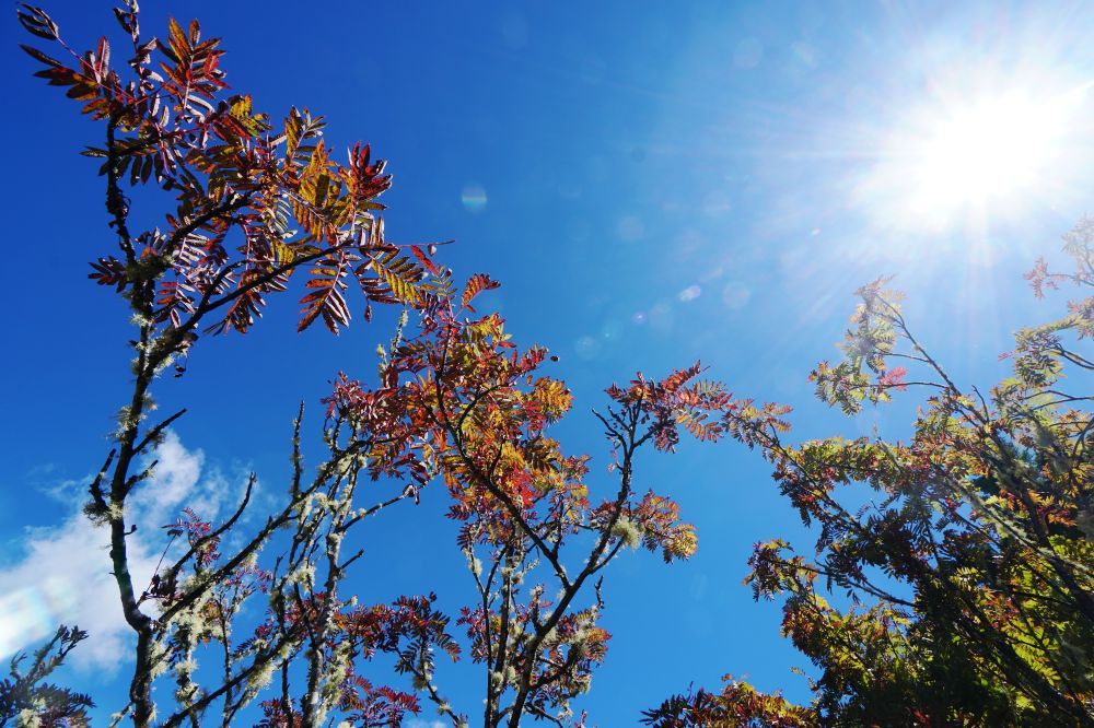 雪山主東峰|新手入門百岳登山路線秘境攻略 - 第33張圖 雪山主東峰|新手入門百岳登山路線秘境攻略