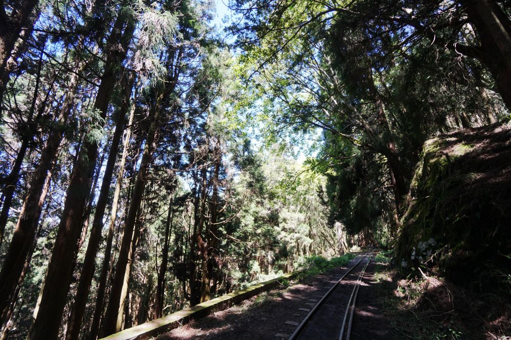 眠月線|嘉義阿里山一日單攻登山路線新手攻略 - 第12張圖