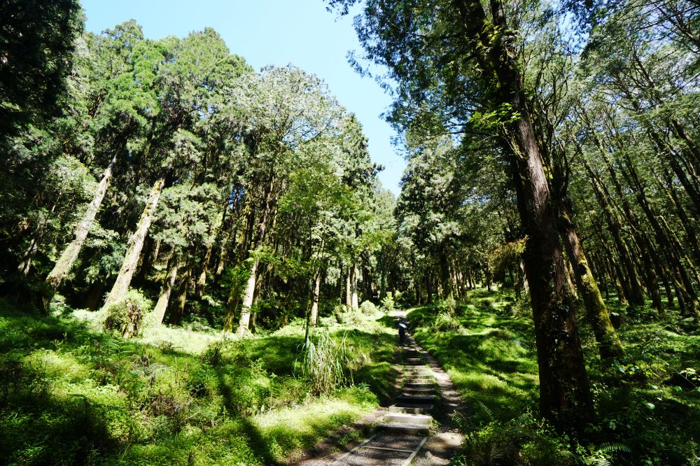 眠月線|嘉義阿里山一日單攻登山路線新手攻略 - 第8張圖