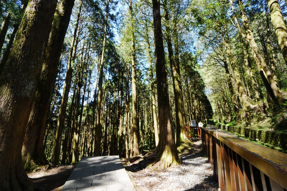 眠月線|嘉義阿里山一日單攻登山路線新手攻略 - 第6張圖